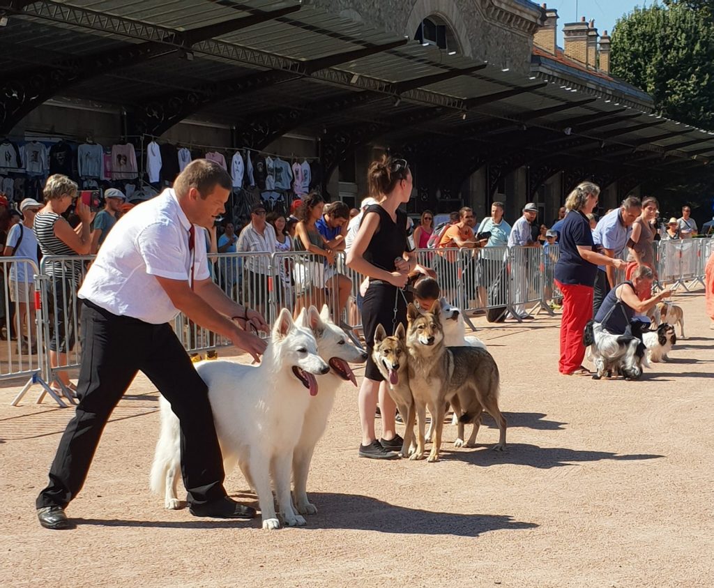 Exposition canine nationale: La Canine