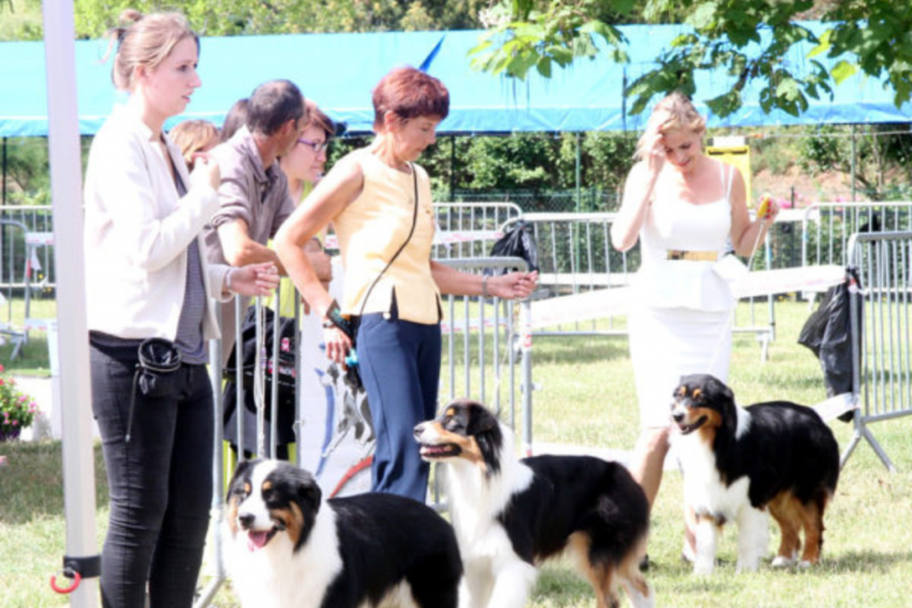 Exposition canine nationale