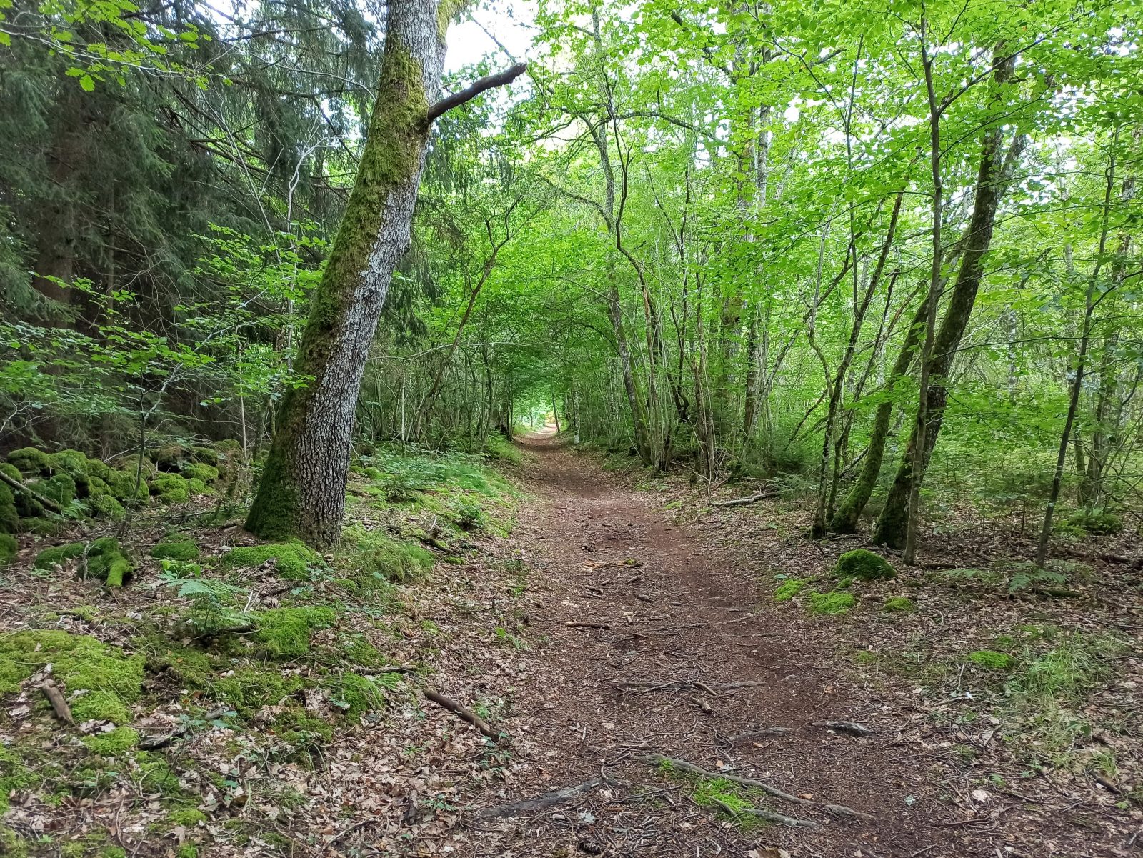 Le puy de la Nugère