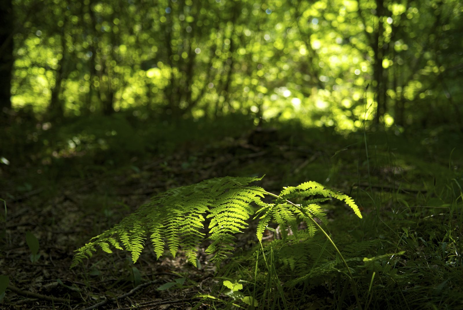 Sentier de l’impluvium de Volvic