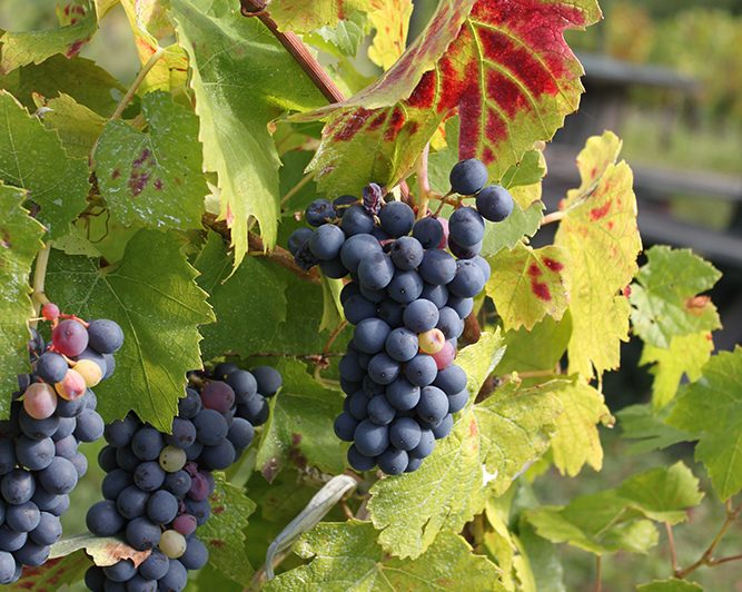 Grapes in Artonne
