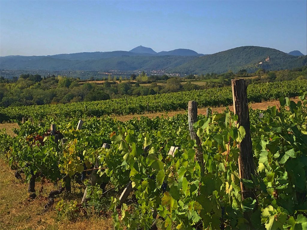 Les Randos gourmandes : à la découverte des vins volcaniques à Châteaugay