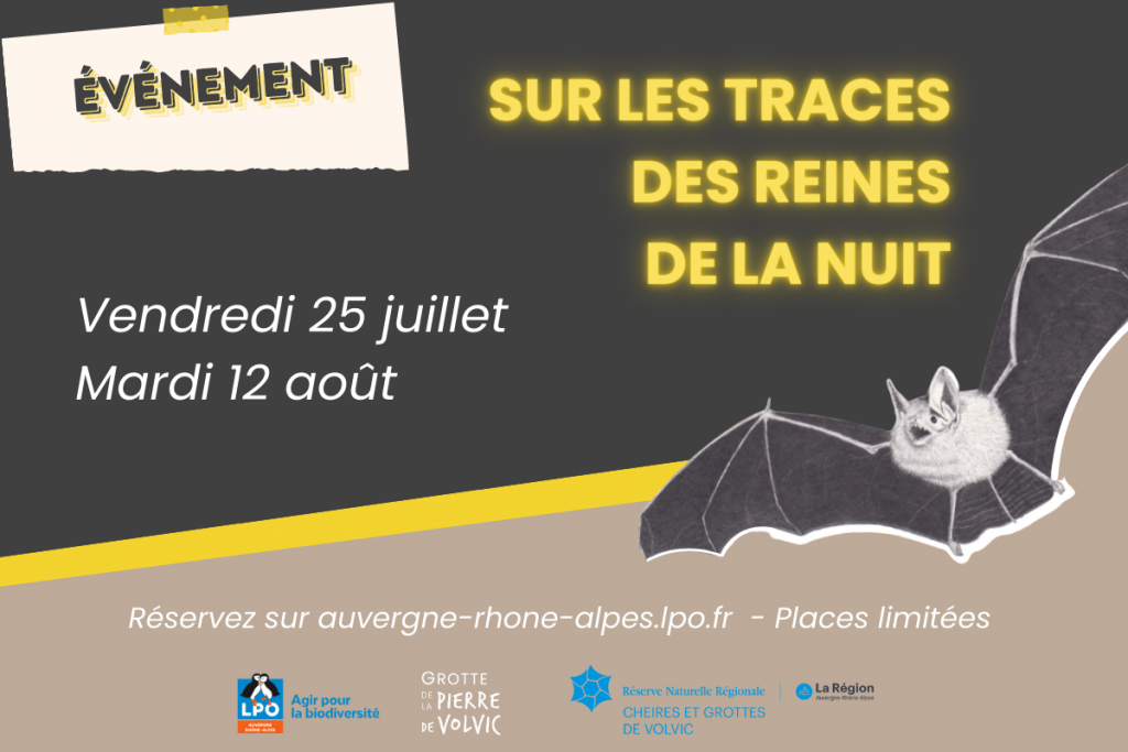 Soirée chauves-souris