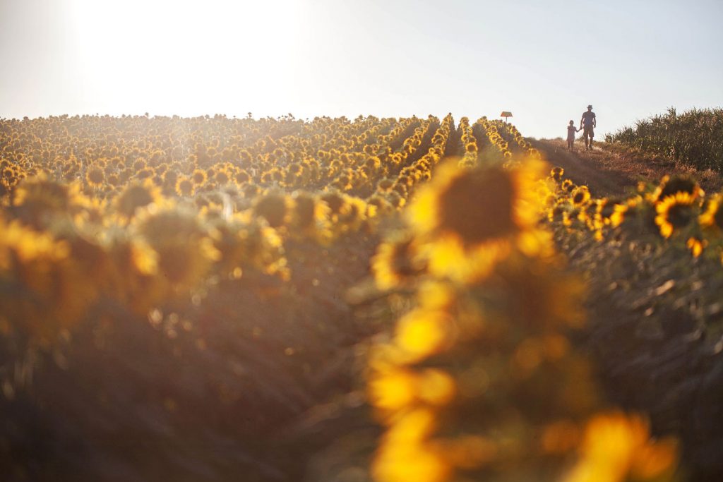 Champ de tournesols à Artonne