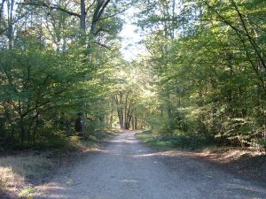 sous bois forêt de Randan Terra Volcana Auvergne