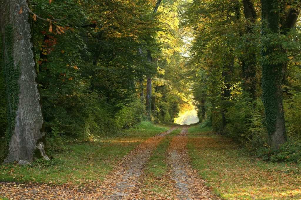 Forêt de Randan