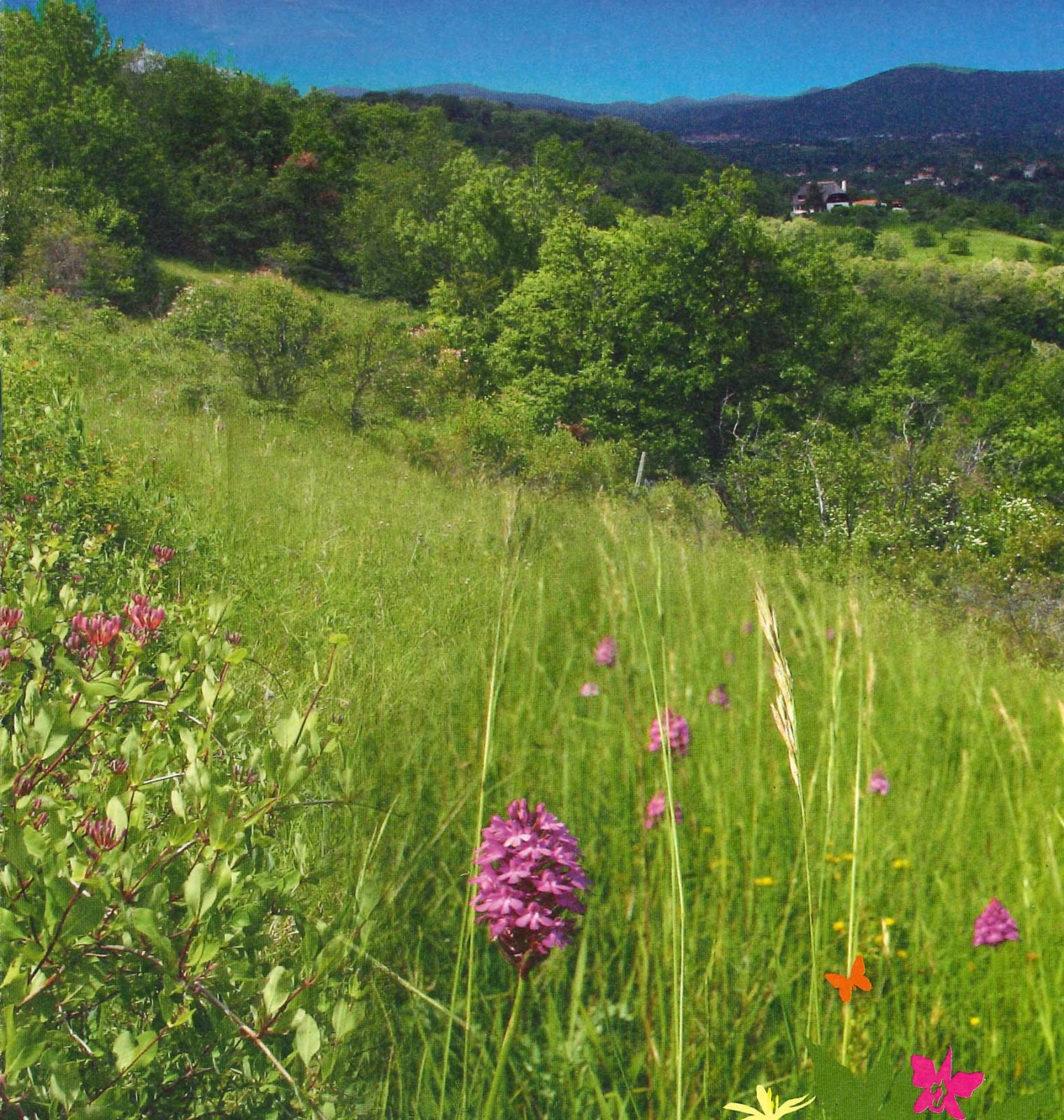 À la découverte de La Colline de Mirabel et le sentier des orchidées