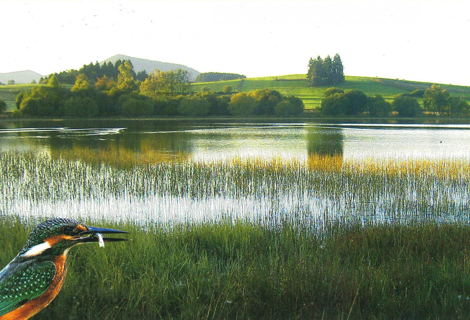 Le sentier du grèbe huppé