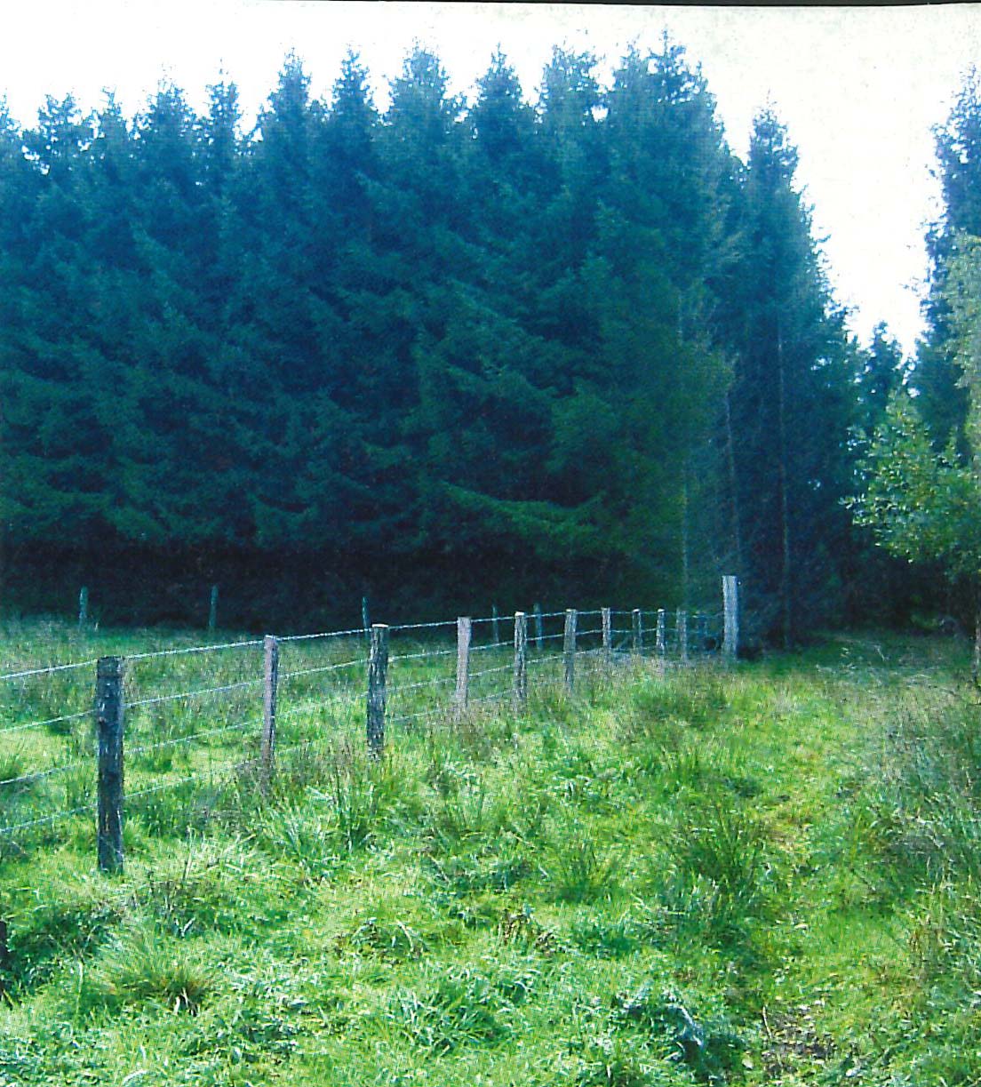 Le sentier du grèbe huppé