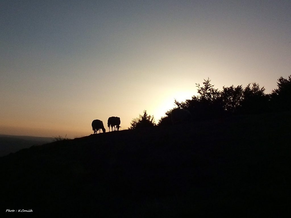 Coucher de soleil brebis