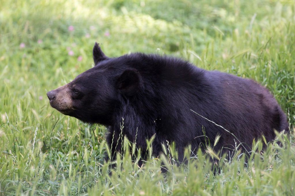 parc animalier d’Auvergne