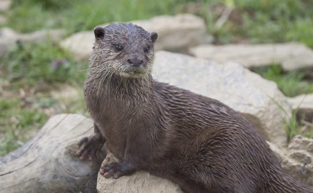 parc animalier d’Auvergne