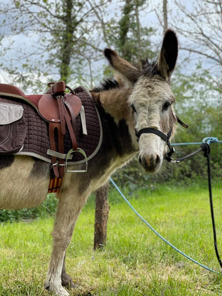 Ferme pédagogique et balade avec un âne