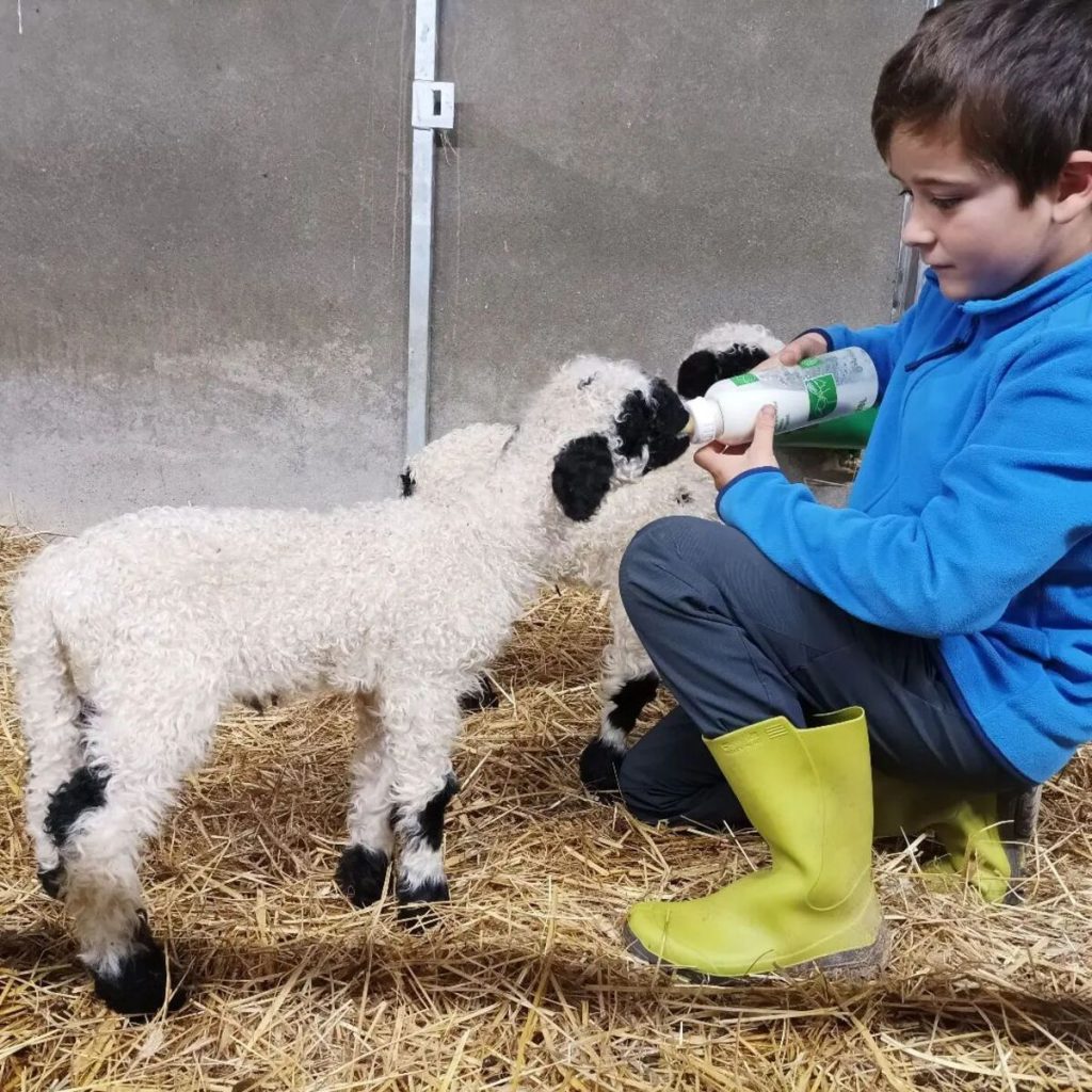 Ferme pédagogique et balade avec un âne