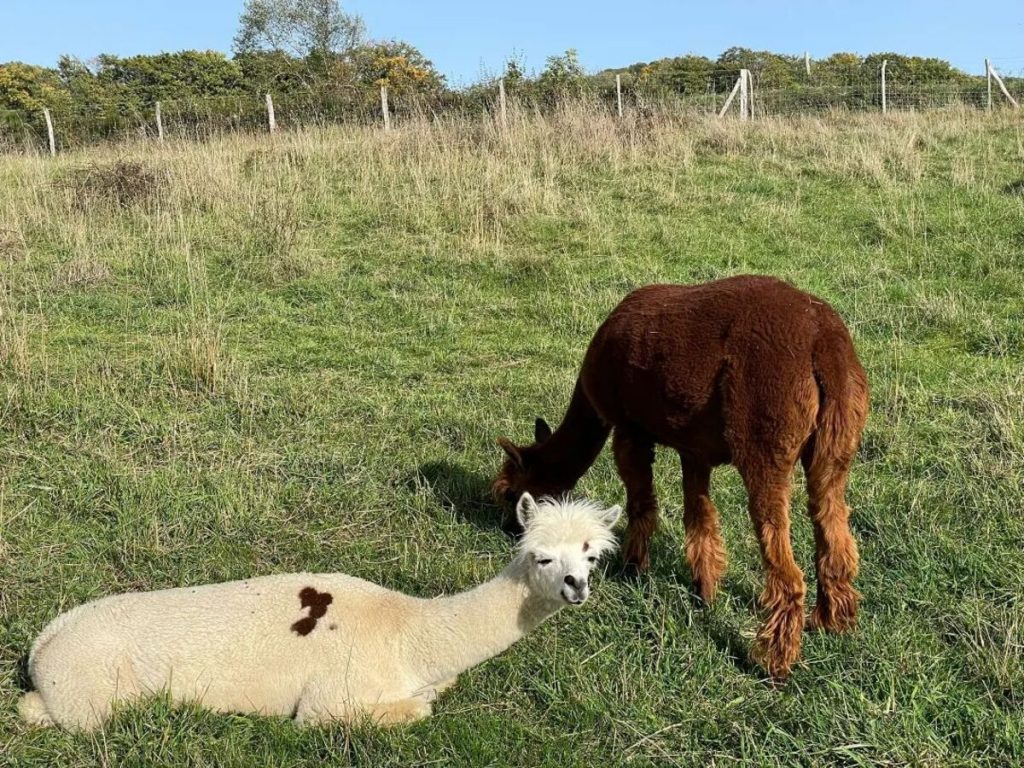 Ferme pédagogique et balade avec un âne