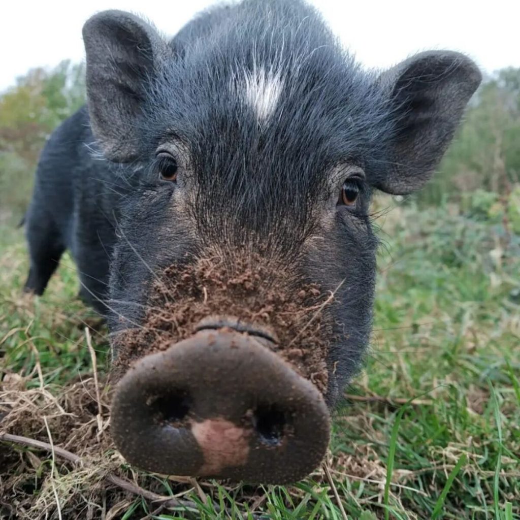 Ferme pédagogique et balade avec un âne