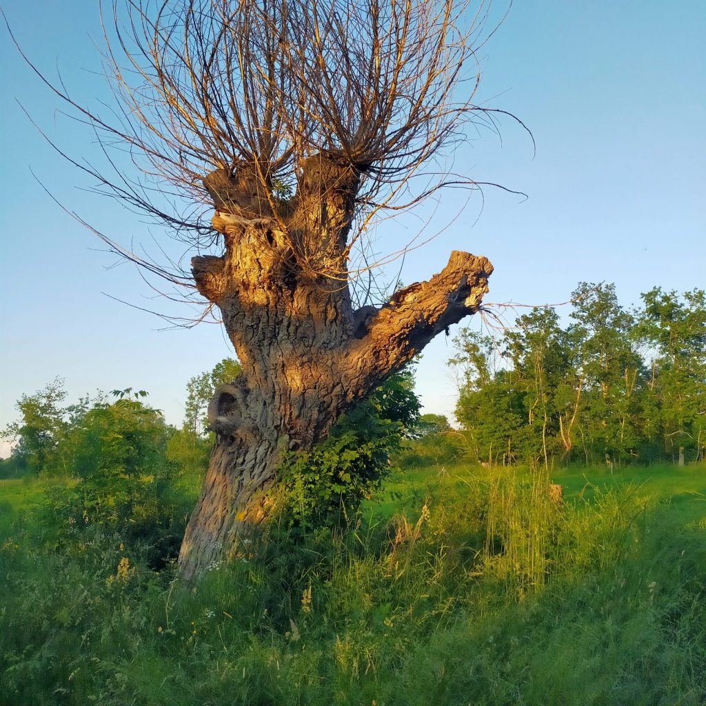 Arbre têtard