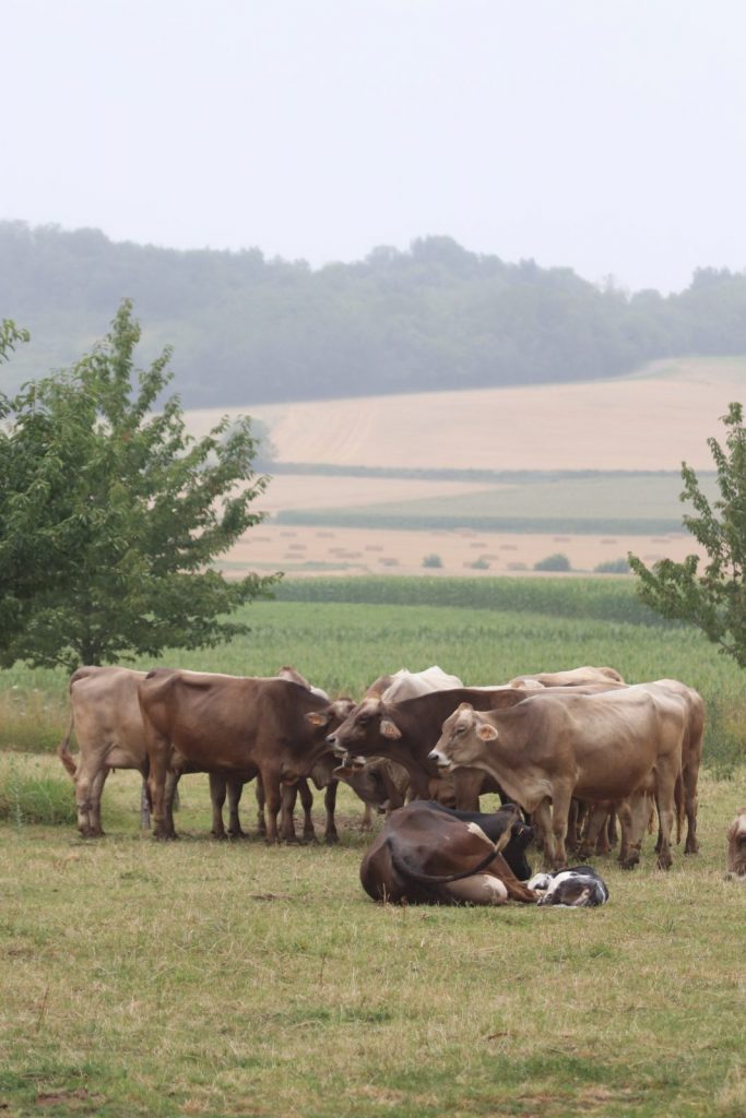 Ferme Patricia RIBIER
