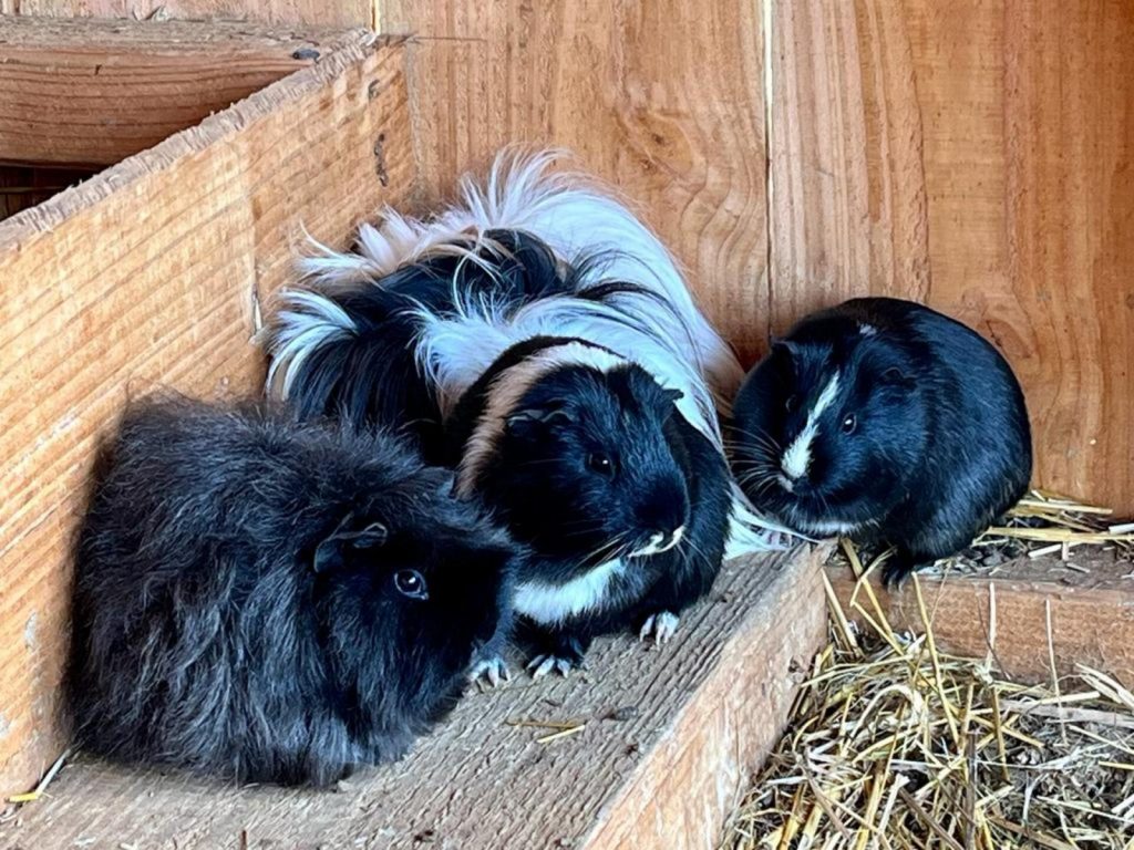 La Ferme de la Marinette – Ferme pédagogique