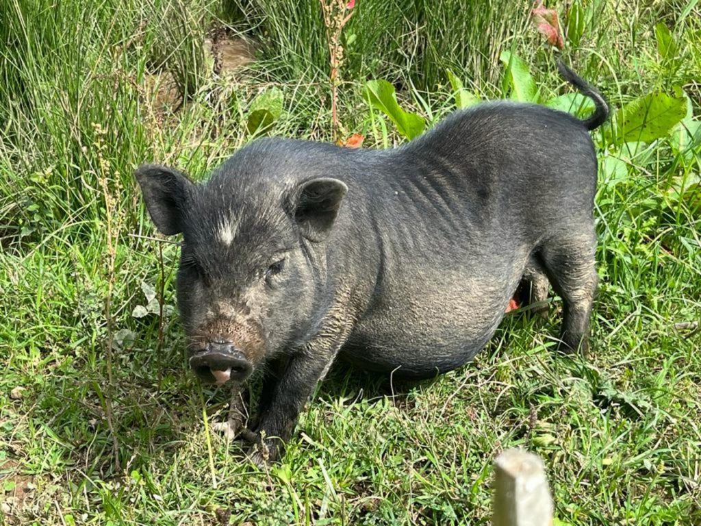 La Ferme de la Marinette – Ferme pédagogique