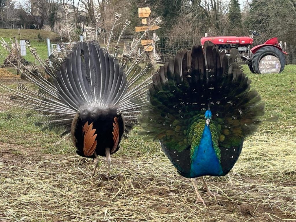 La Ferme de la Marinette – Ferme pédagogique