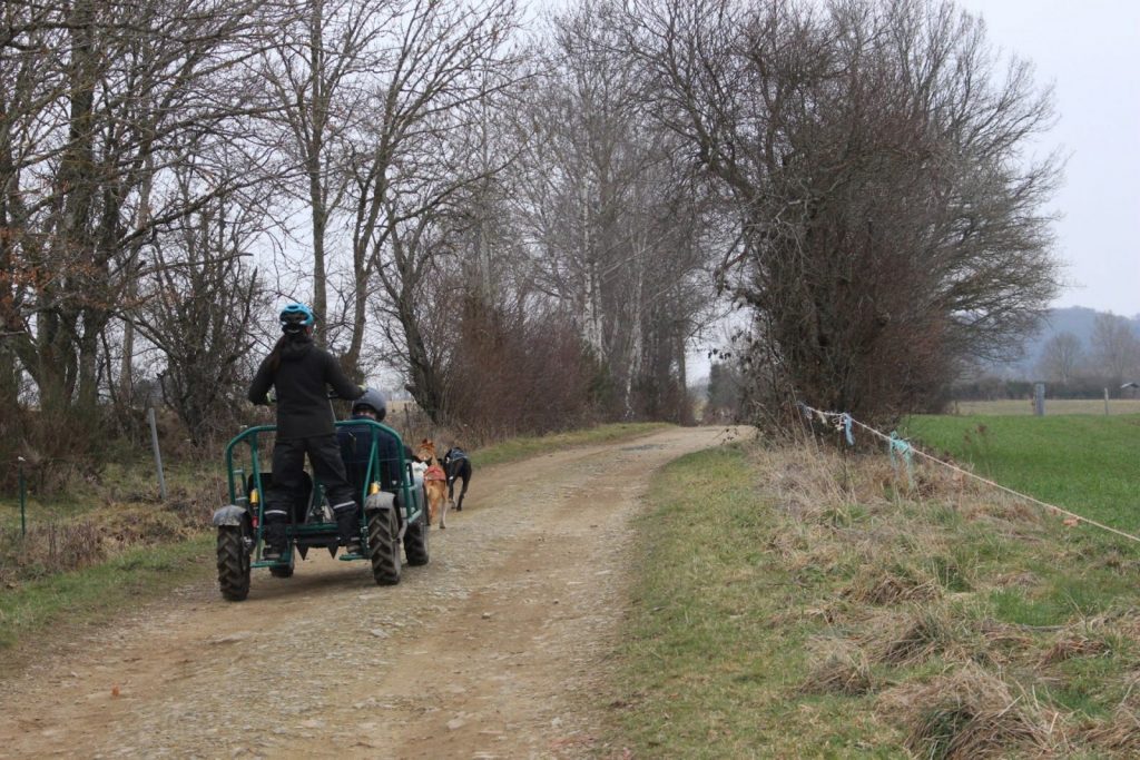 Balade en chiens de traîneau