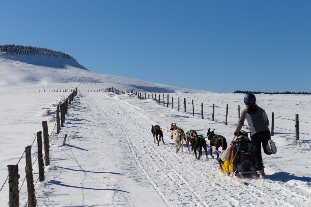 Balade en chiens de traîneau à Bromont-Lamothe