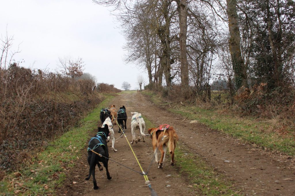 Balade en chiens de traineau à Bromont-Lamothe