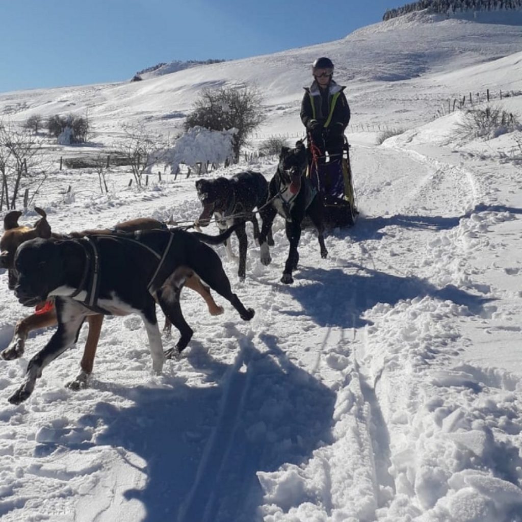 Balade en chiens de traîneau à Bromont-Lamothe