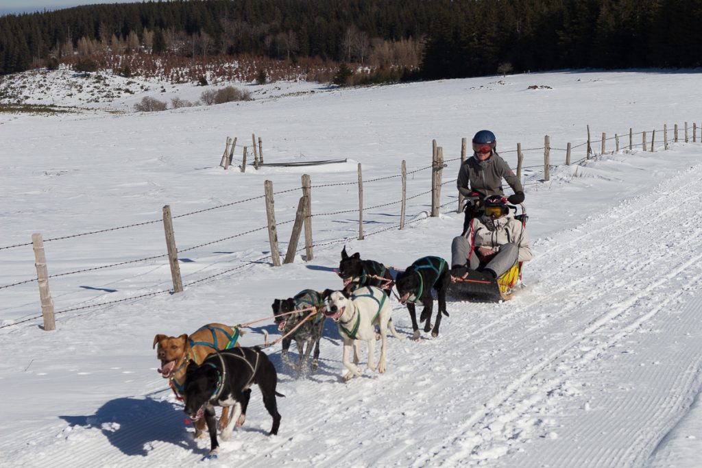 Balade en chiens de traîneau à Bromont-Lamothe