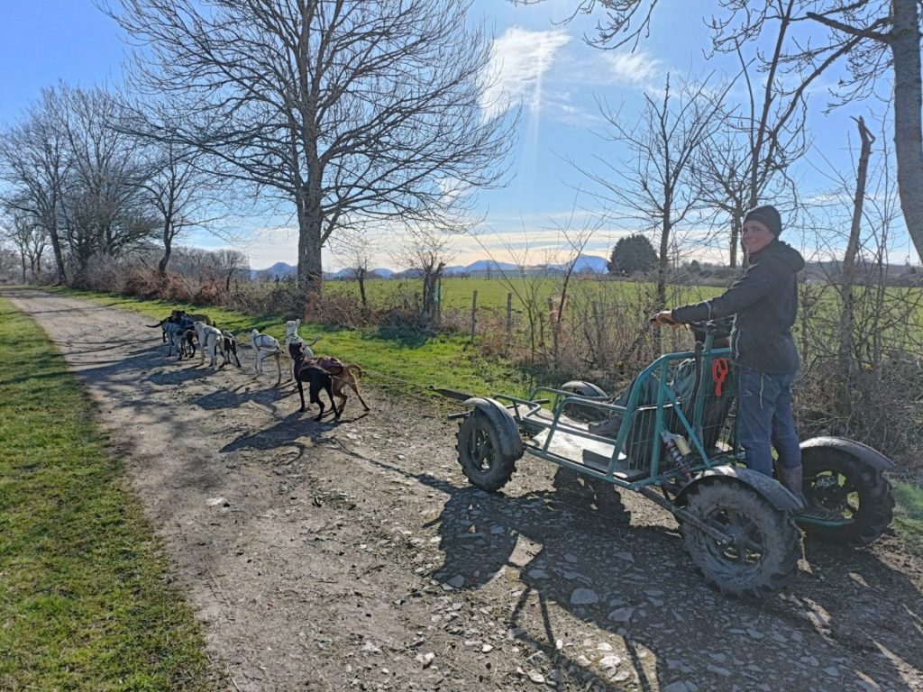 Balade en chiens de traineaux à Bromont-Lamothe