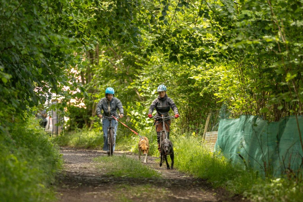 Cani-trottinette à Bromont-Lamothe