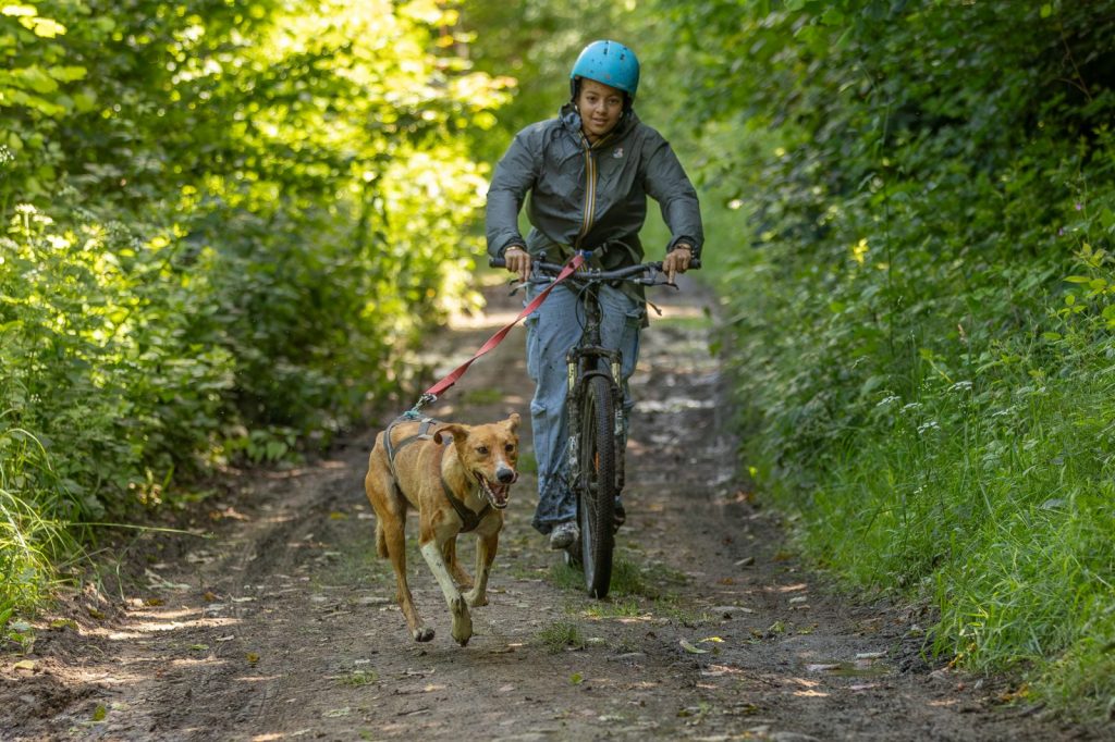 Cani-trottinette à Bromont-Lamothe