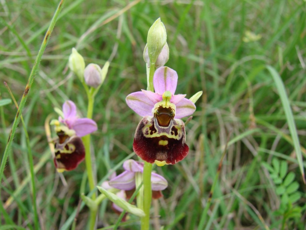 After Work : ophrys ou Orchis ? : les orchidées de la colline de Mirabel