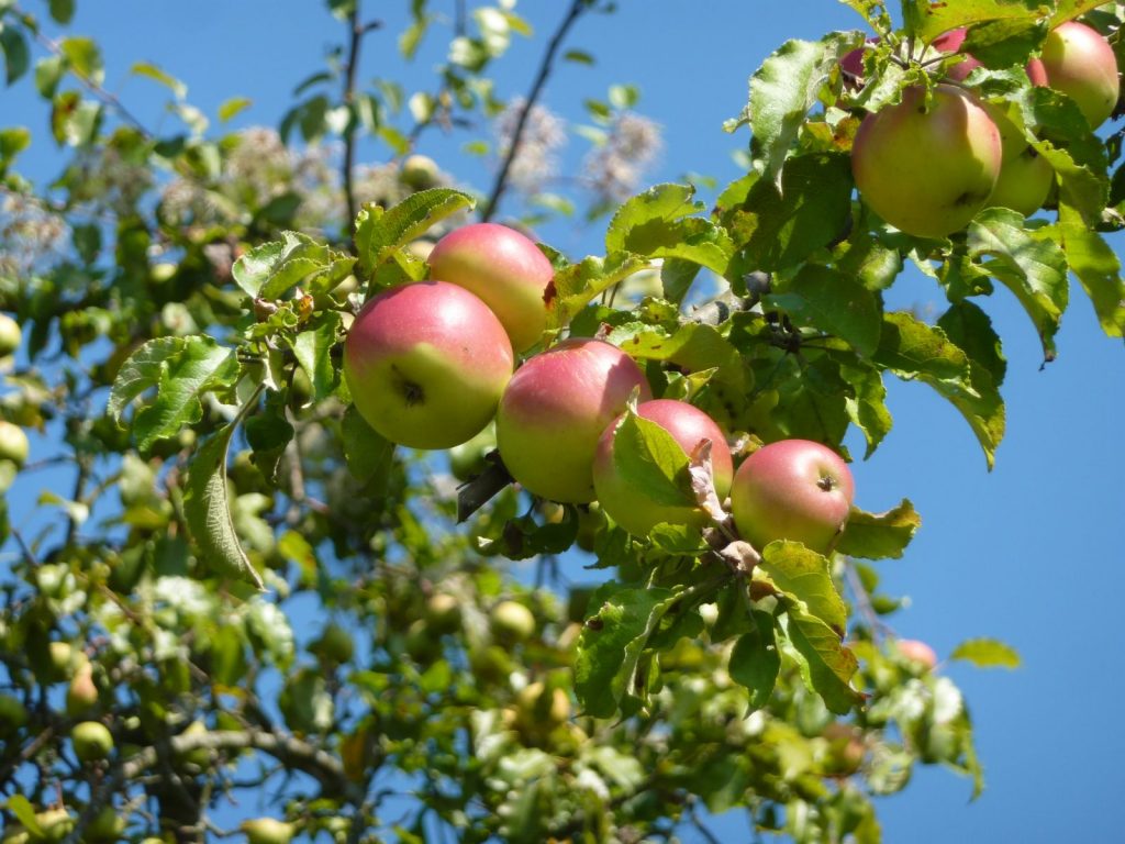 Festival d’automne : pommes, Poires, Cerises de la Colline