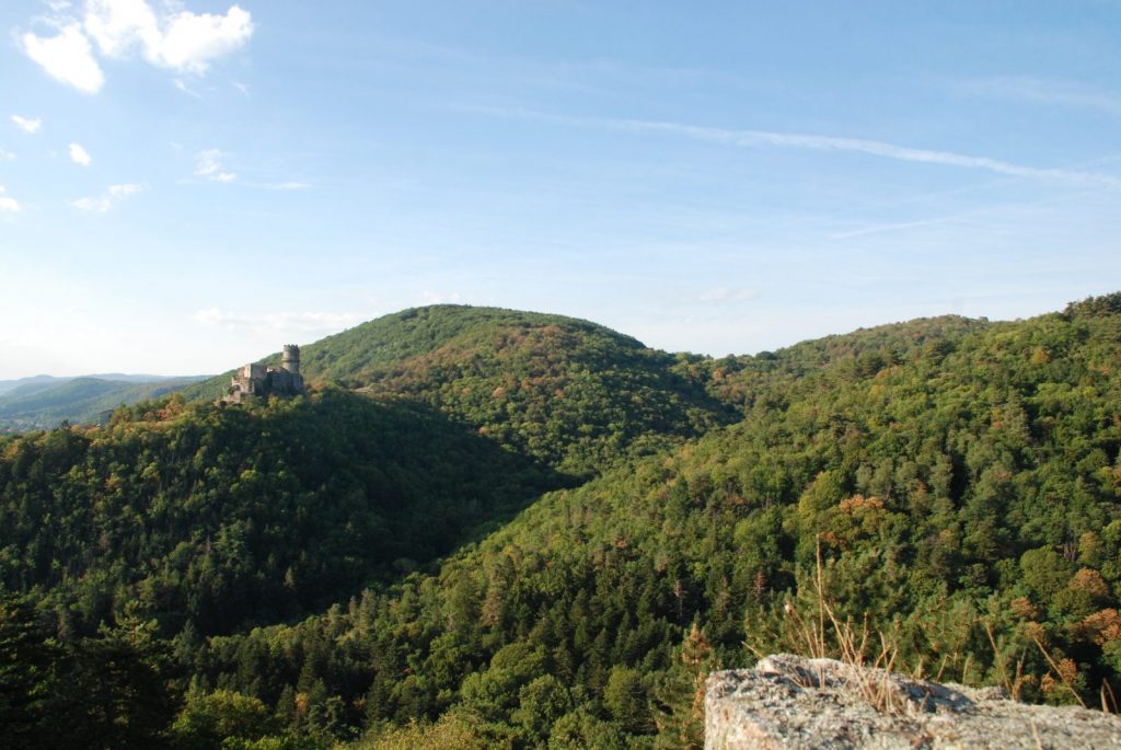 La forêt de la Côte Verse en été