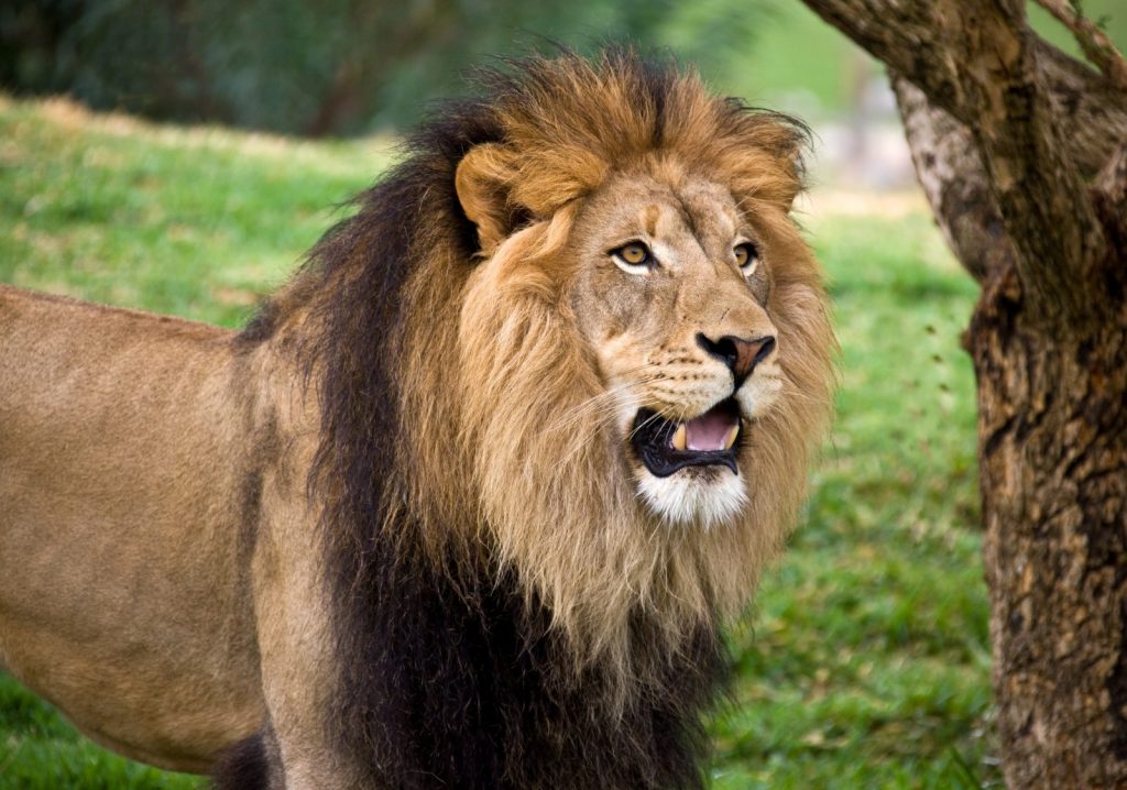 Lion, parc-animalier-auvergne