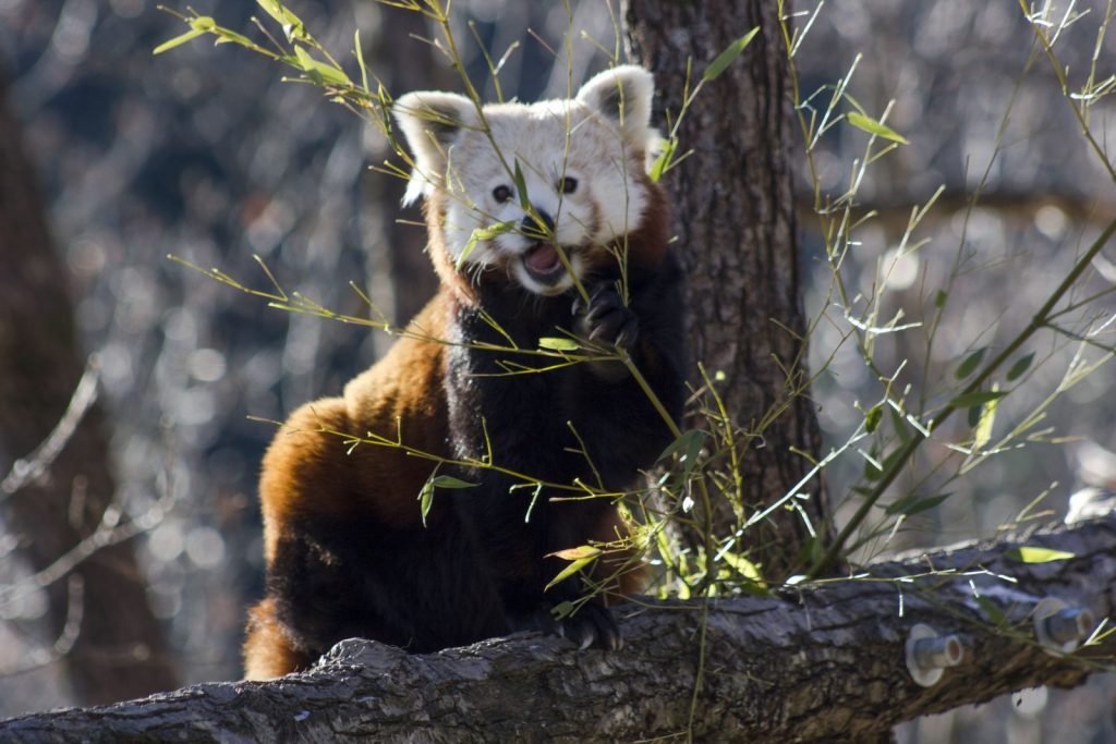pandas roux, parc-animalier-auvergne