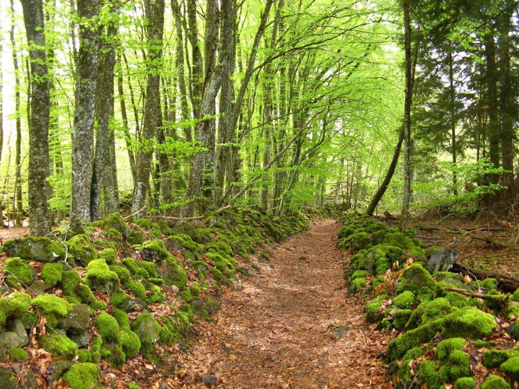 Cheire de Côme