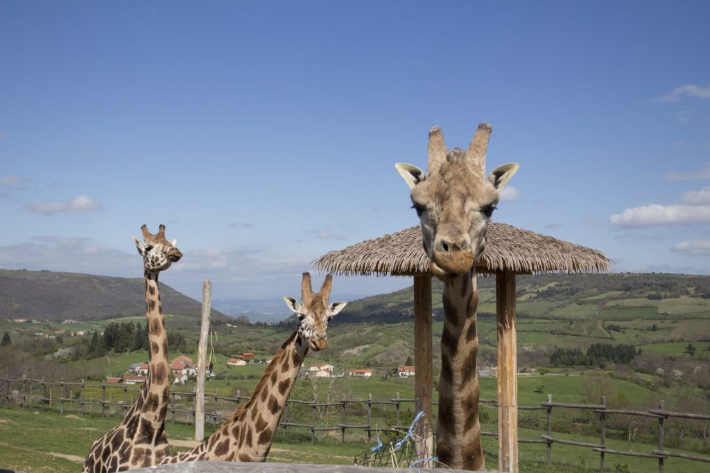 girafes