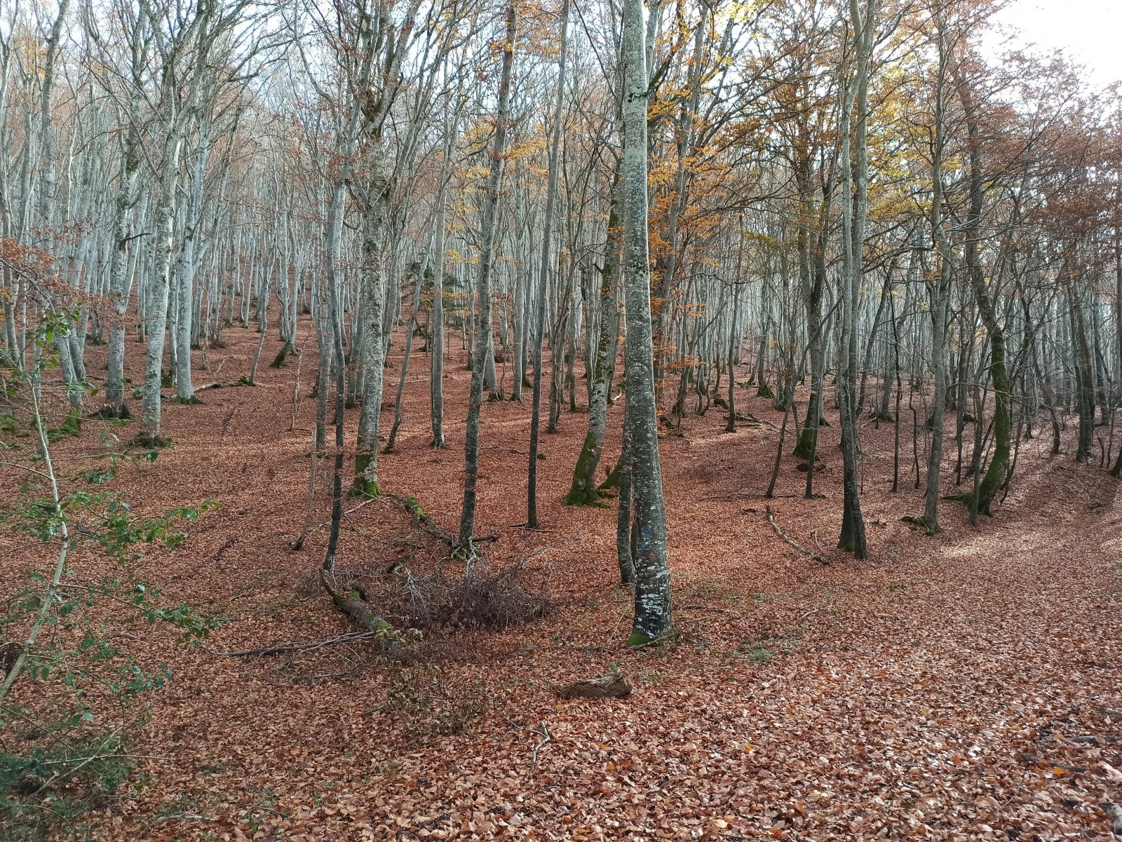 Au cœur des puys